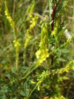 Melilot officinal (Photo F. Mrugala)